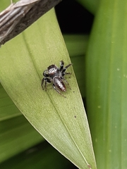 Opisthoncus polyphemus