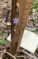 Thelymitra exigua