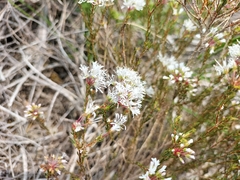 Agathosma bifida