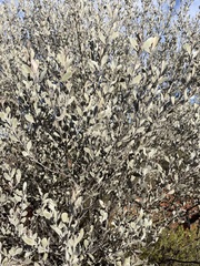 Acacia aneura