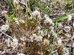 Agathosma bifida