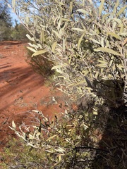 Acacia aneura