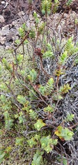 Veronica gibbsii
