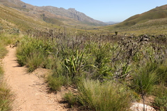 Watsonia borbonica
