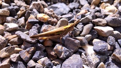 Aiolopus thalassinus tamulus