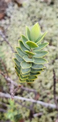 Veronica gibbsii