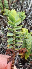 Veronica gibbsii