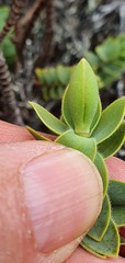 Veronica gibbsii