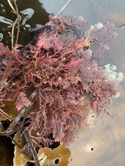 Rhodophyta