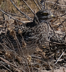 Burhinus capensis capensis