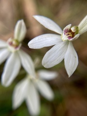Caladenia