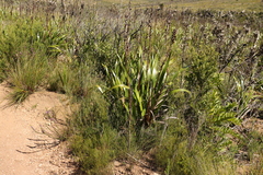 Watsonia borbonica