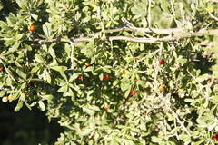 Lycium ferocissimum