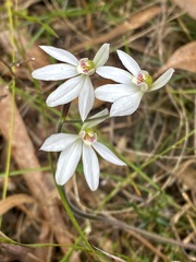 Caladenia