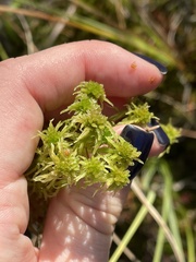 Sphagnum
