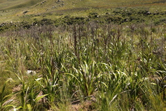 Watsonia borbonica