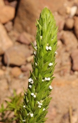 Muraltia alba