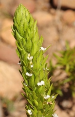 Muraltia alba