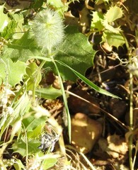 Trifolium angustifolium
