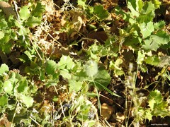Trifolium angustifolium