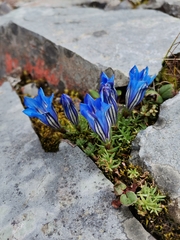 Gentiana oreodoxa