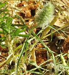 Trifolium angustifolium