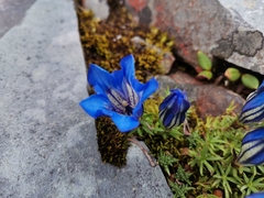 Gentiana oreodoxa