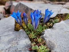 Gentiana oreodoxa