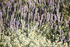 Lavandula dentata