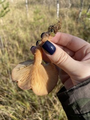 Paralepista flaccida