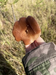 Paralepista flaccida