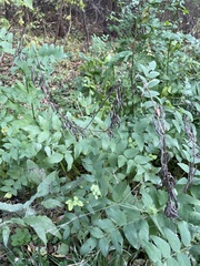 Galega orientalis