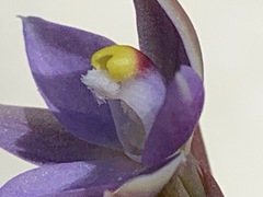 Thelymitra exigua