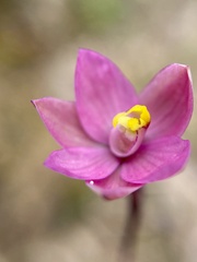 Thelymitra carnea