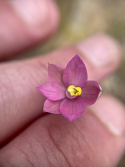 Thelymitra carnea