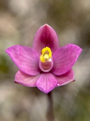 Thelymitra carnea