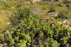Pelargonium cucullatum strigifolium
