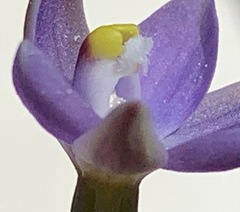 Thelymitra exigua