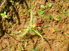Drosera indica