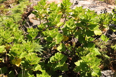 Pelargonium cucullatum strigifolium