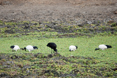 Anastomus lamelligerus