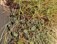 Pelargonium tabulare