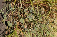 Pelargonium tabulare