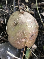 Solanum tuberosum