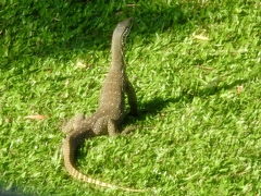 Varanus panoptes panoptes