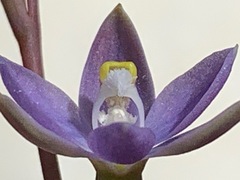 Thelymitra exigua