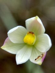 Thelymitra flexuosa
