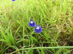 Utricularia graminifolia