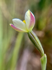 Thelymitra flexuosa