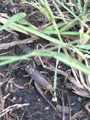 Loxoblemmus doenitzi